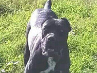 cane corso italiano